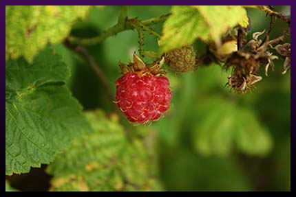 Herbal love magic plants